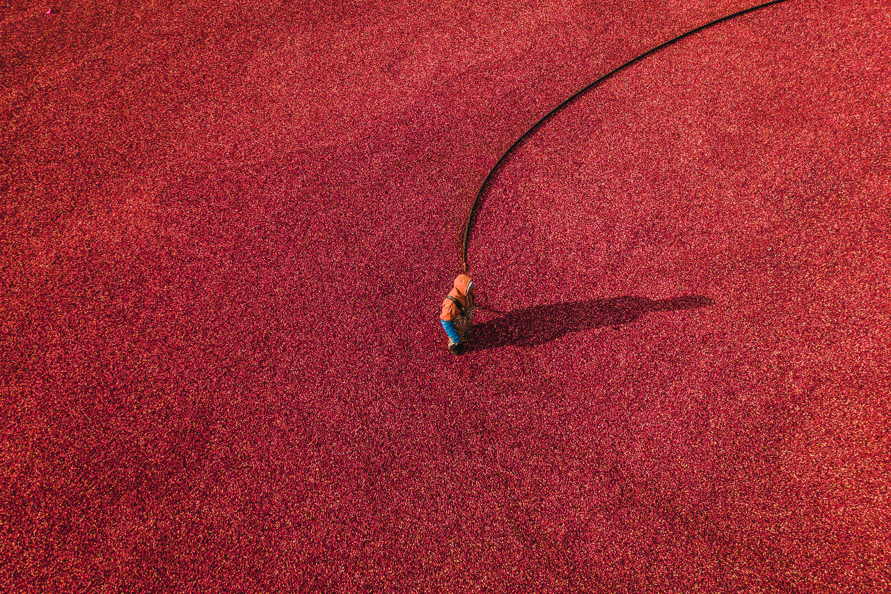 Person working in a cranberry bog